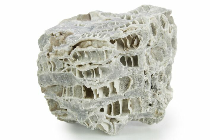 Silurian Dolostone w/ Sparkling Fossil Coral (Fletcheria) - Ohio #346070